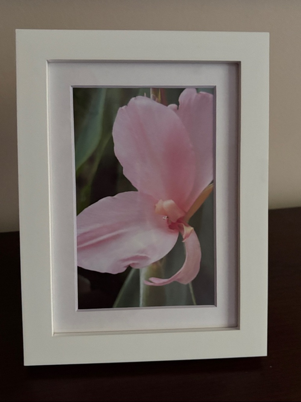 Framed Pink Canna indica, Indian Shoot Floral Photo Print